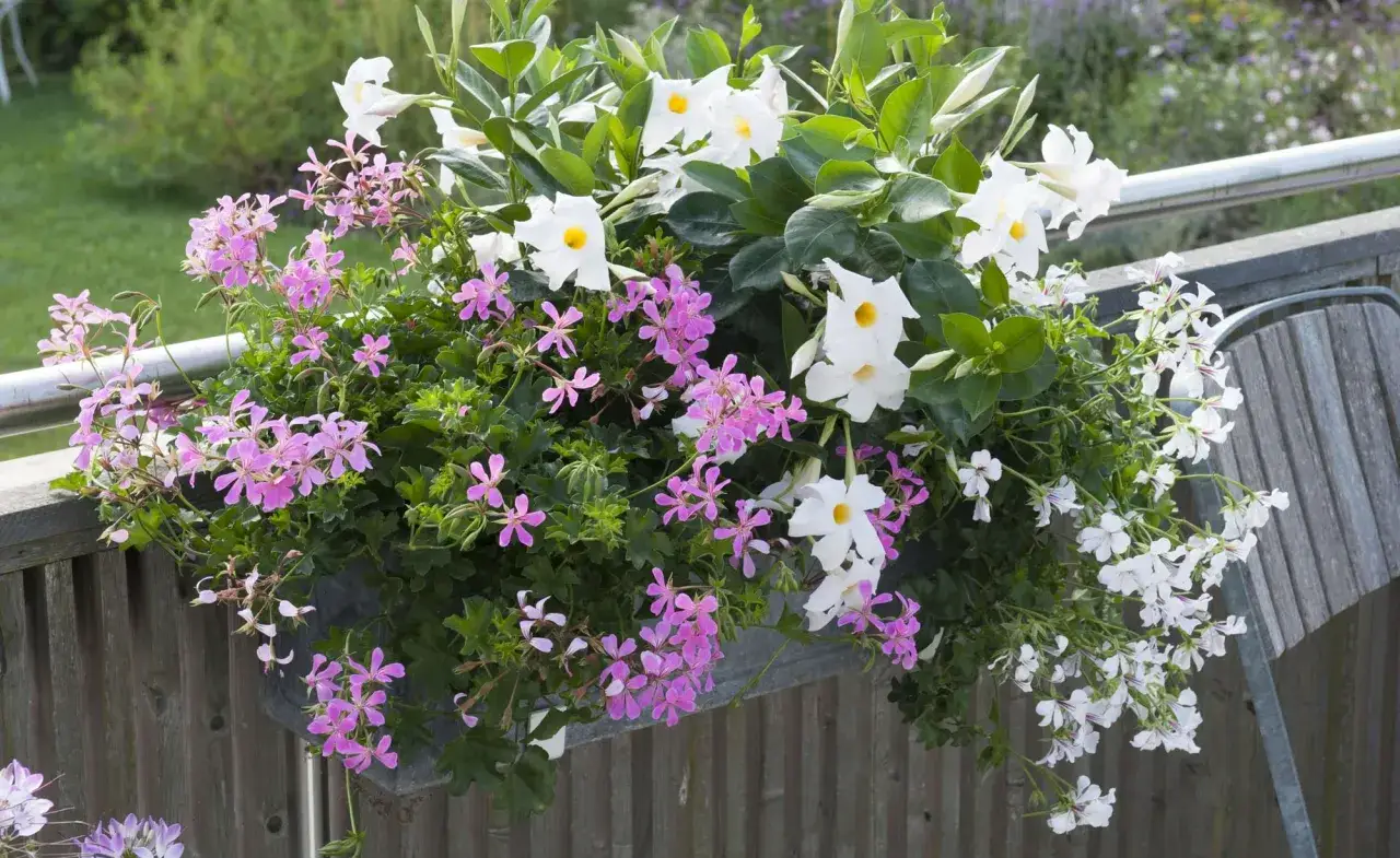 Ein Blumenkasten voller blauer und weißer Blüten, die im Juni in voller Pracht stehen.