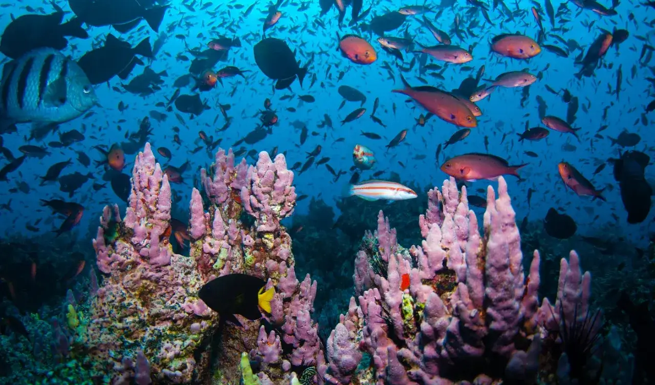 Un mondo sottomarino vibrante, pieno di **animali dell'oceano** che nuotano tra coralli rosa e rocce.