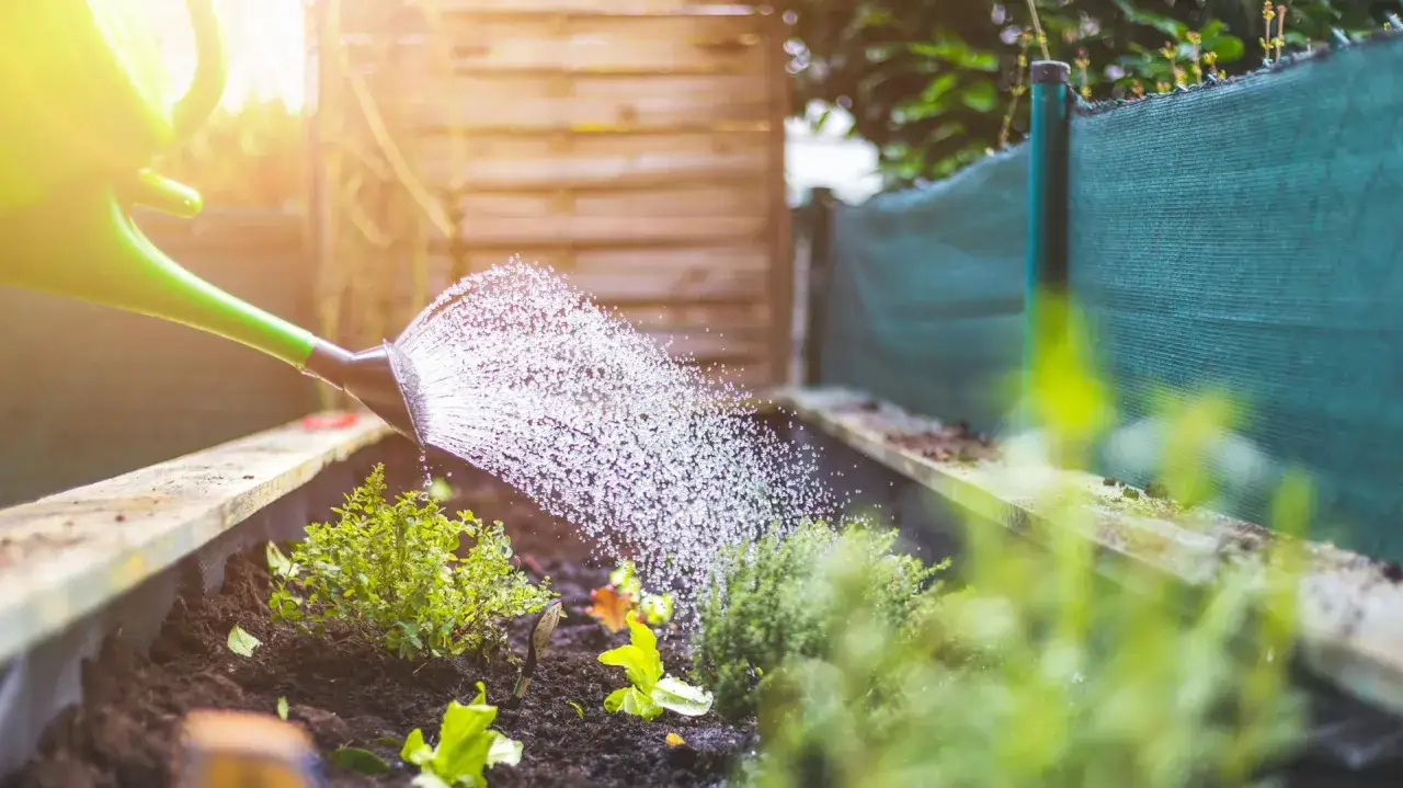 Gie&szlig;kanne bew&auml;ssert junge Pflanzen im Hochbeet. Tolle gartenpflege tipps f&uuml;r gesunde Setzlinge.