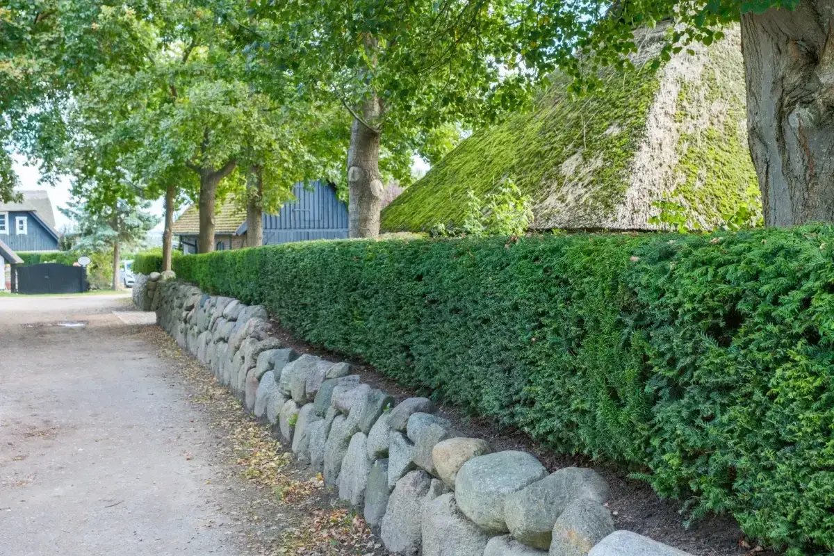 Eine dichte, grüne Hecke aus Eibe pflanzen säumt einen Weg mit Steineinfassung. Im Hintergrund ein reetgedecktes Haus.