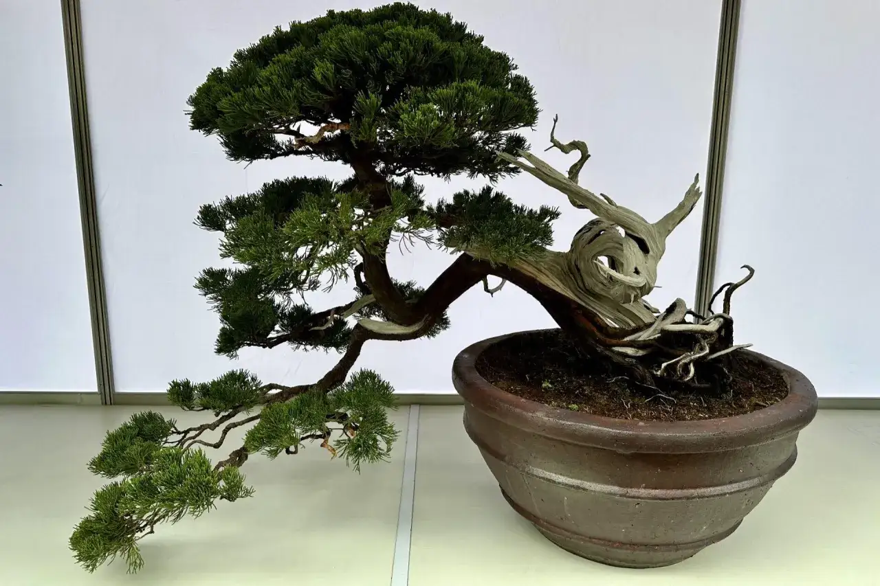 Wspaniałe drzewko bonsai, którego pielęgnacja wymaga precyzji i cierpliwości. Jego poskręcany pień i zielone igły tworzą niezwykły widok.