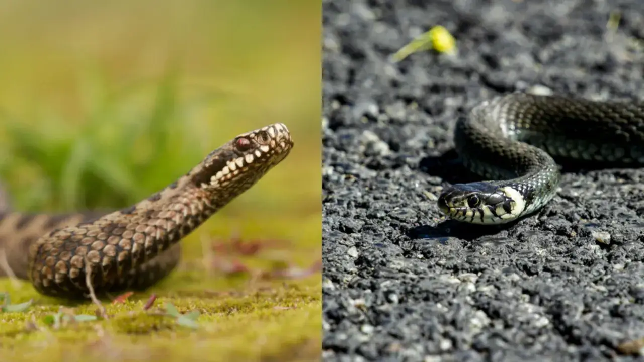 żmija zygzakowata vs zaskroniec zwyczajny porównanie