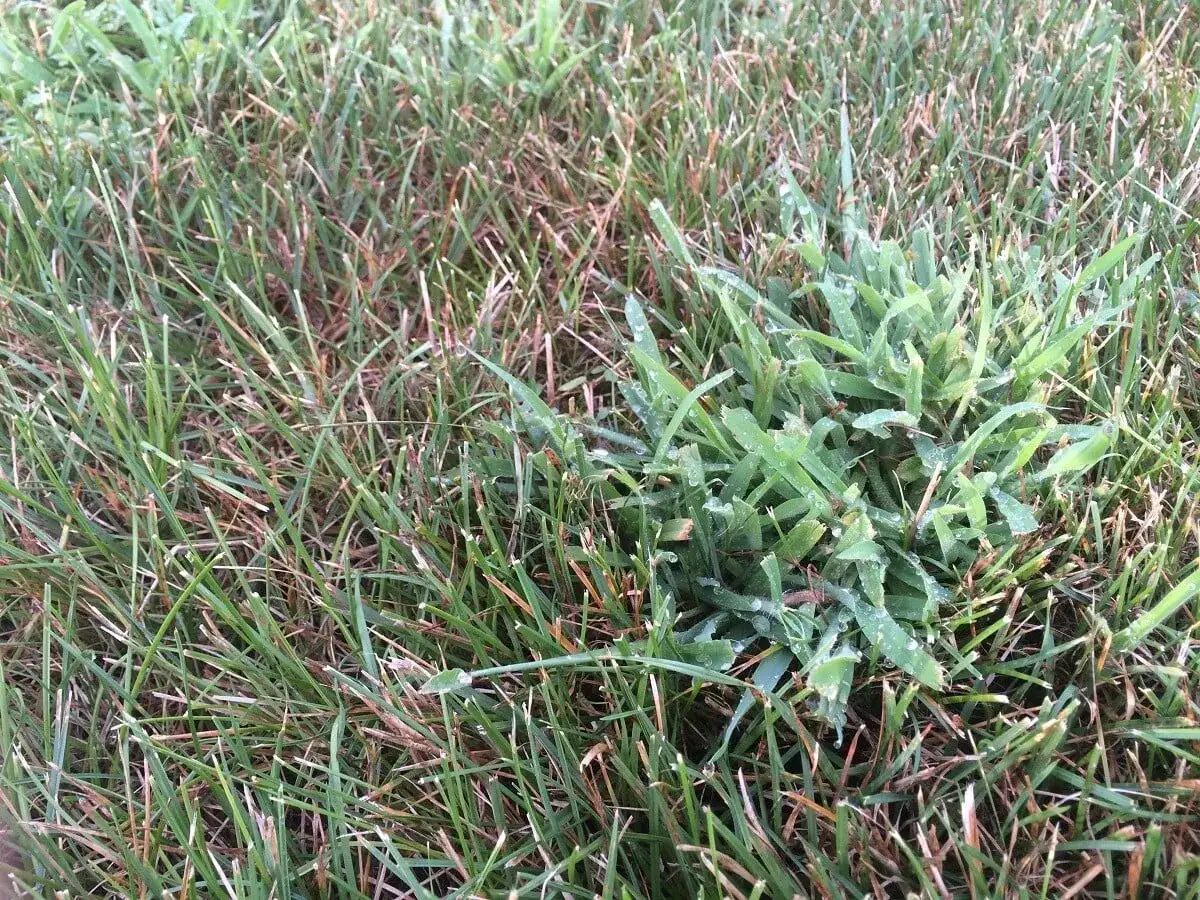 A patch of bright green crabgrass, with dew drops, stands out against the drier, brown-tinged lawn. This invasive weed often sprouts from seeds that have overwintered in the soil, answering where does crabgrass come from.