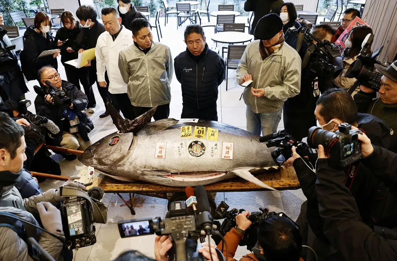 Un thon g&eacute;ant, le poisson le plus cher du monde, est expos&eacute; sous les cam&eacute;ras et les objectifs des journalistes.