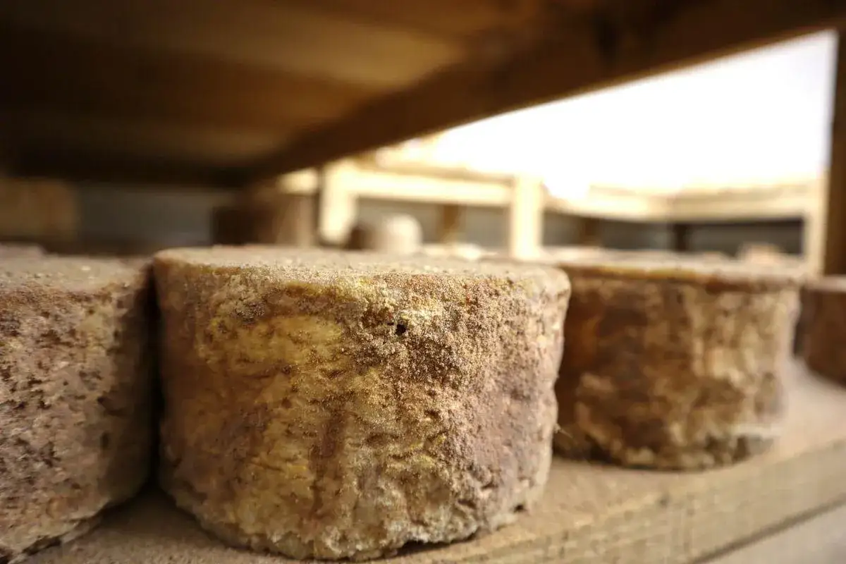 Trois meules de fromage artisanal, &agrave; la cro&ucirc;te rustique et color&eacute;e, reposent sur des &eacute;tag&egrave;res en bois.