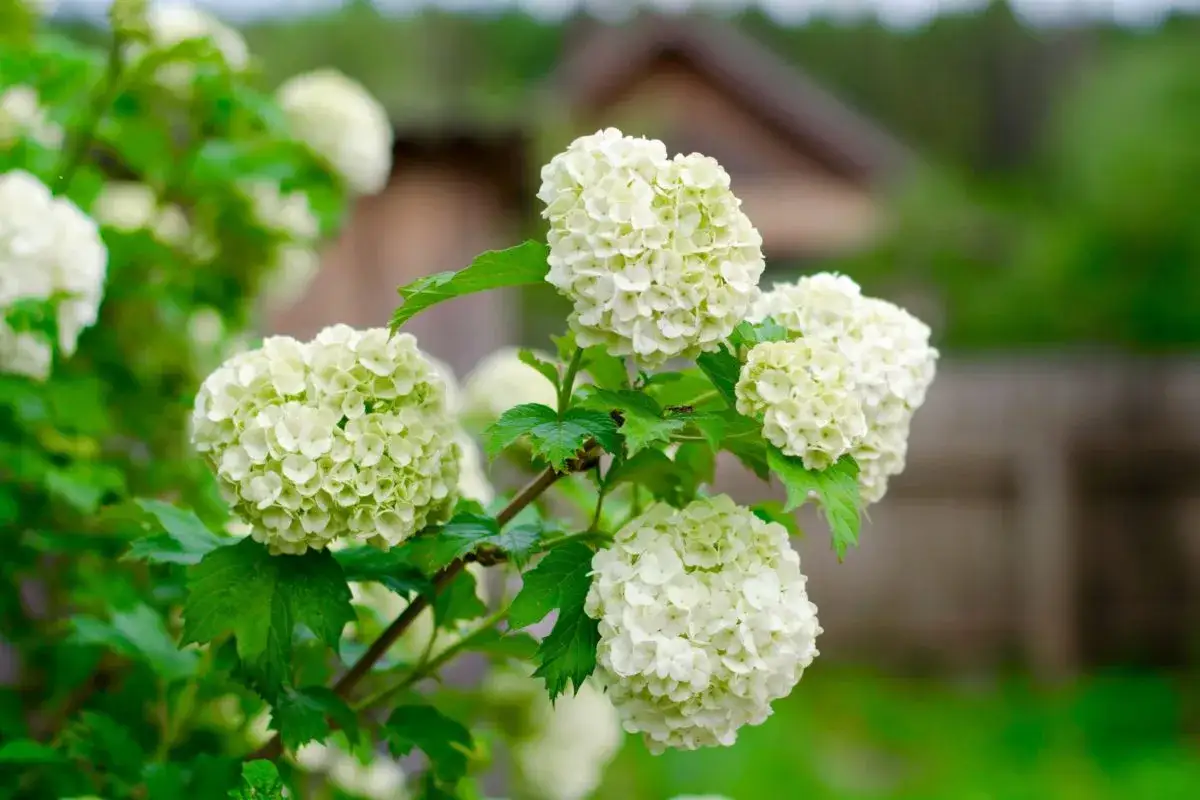 Gros bouquets de fleurs blanches, comme une taille boule de neige, sur un fond flou de verdure et d'une maison.
