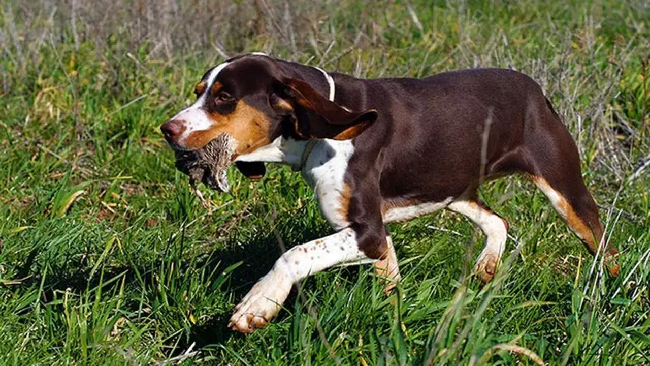 Perro pach&oacute;n marr&oacute;n y blanco, con orejas largas, corre por la hierba alta con un p&aacute;jaro en la boca.
