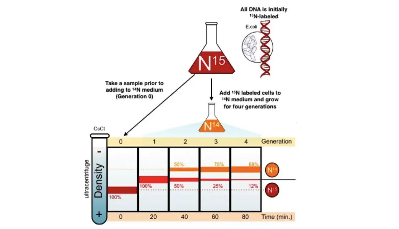 Das Meselson-Stahl-Experiment zeigt DNA-Dichteänderungen über Generationen. Anfangs N15-markiert, wird DNA in N14-Medium repliziert, was zu halbmarkierter DNA führt.