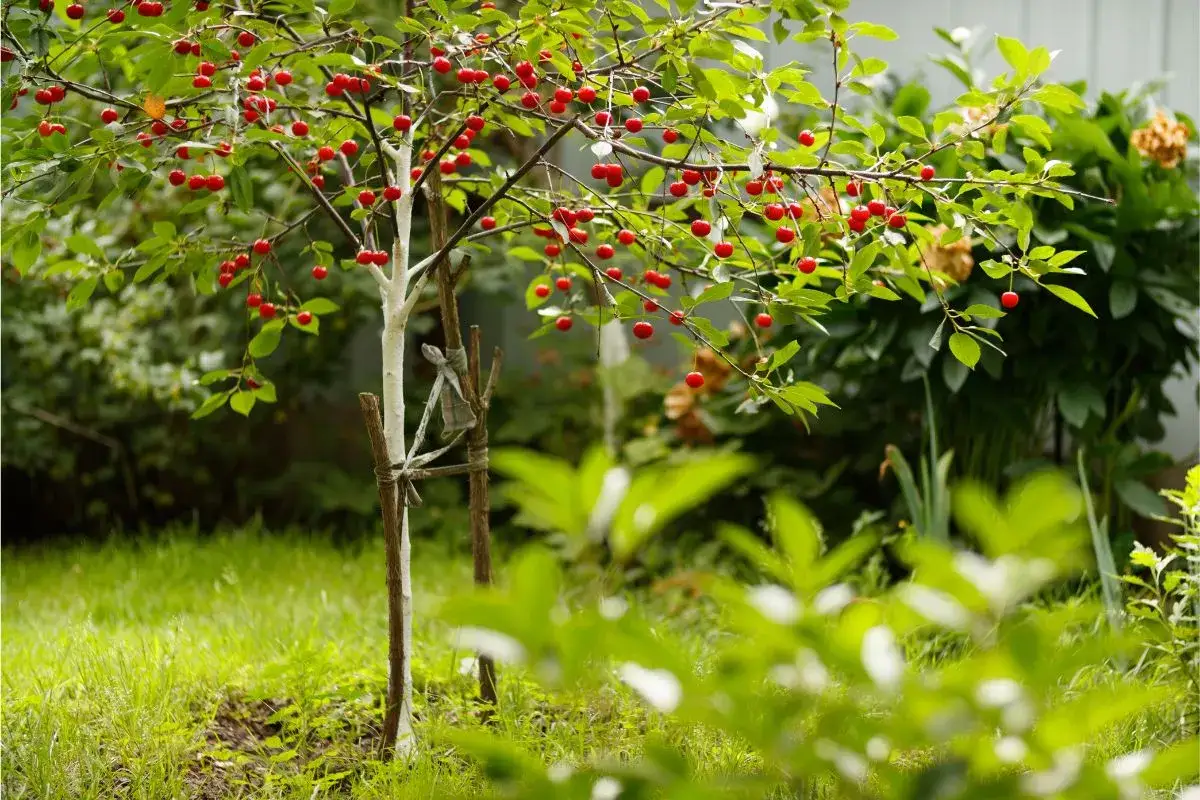 Un jeune cerisier porte ses premiers fruits rouges. Il faut attendre 3 à 5 ans pour savoir à quel âge un cerisier donne des fruits.