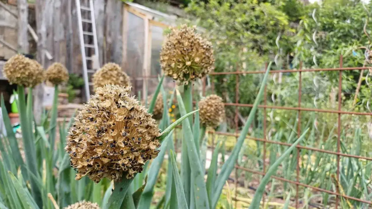 Gros plans sur des ombelles de ciboulette séchées, prêtes pour la récolte des graines. L'entretien de la ciboulette est simple, même après la floraison.