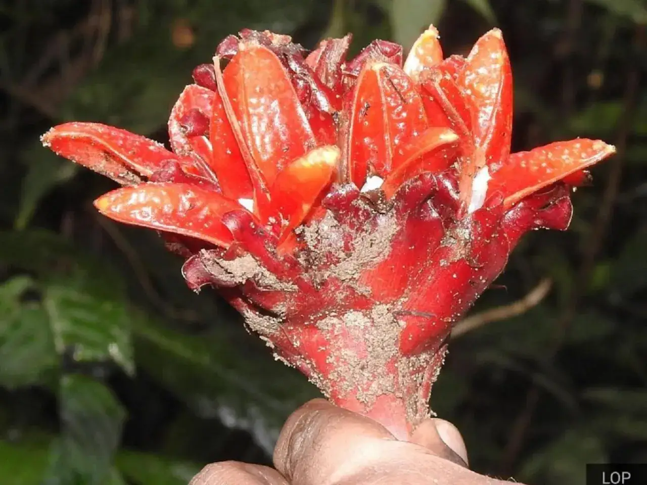 Une main tient une fleur de gingembre rouge vif, ses bract&eacute;es &eacute;carlates couvertes de terre.