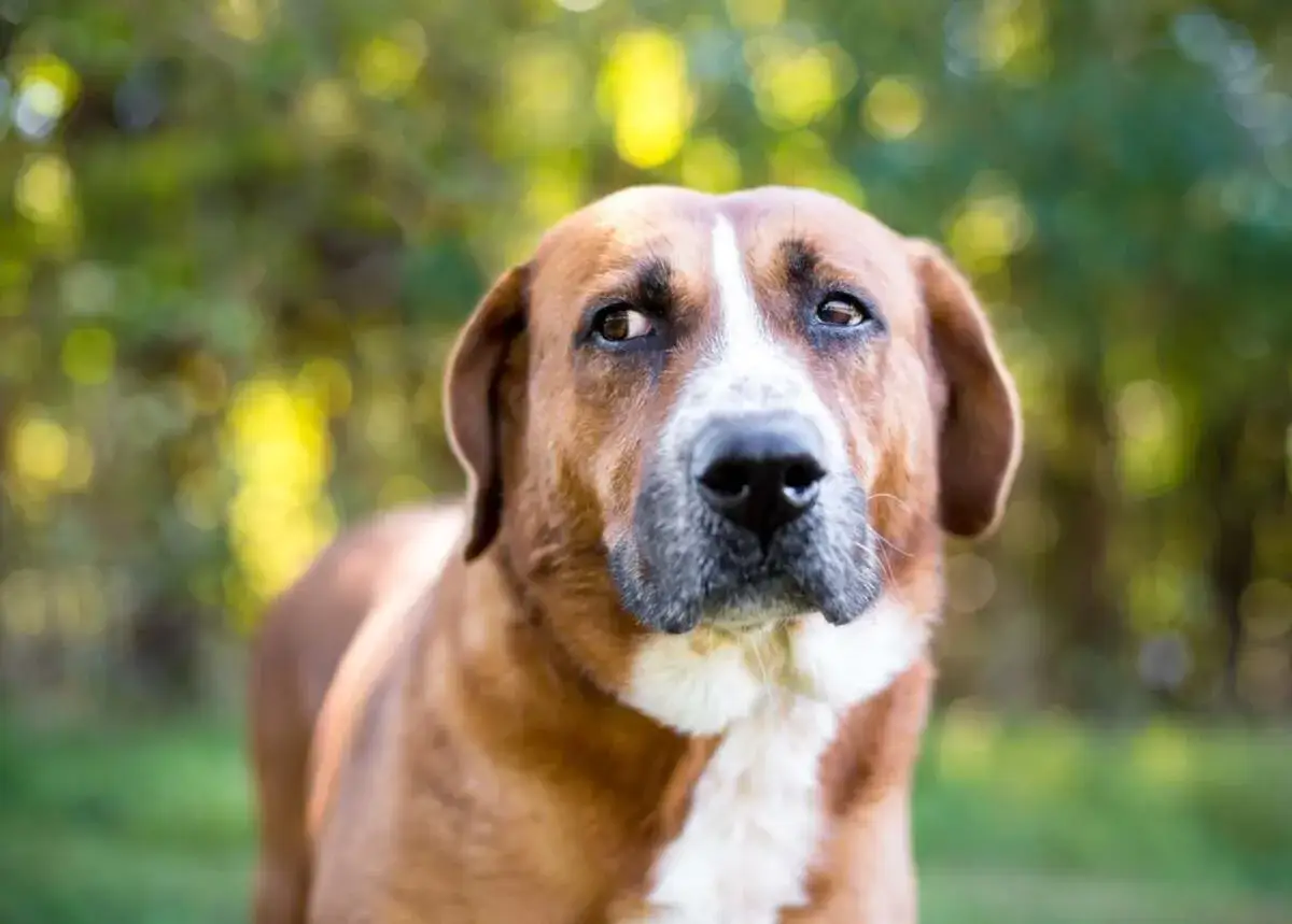 Brązowy pies z białym znaczeniem na pysku patrzy z uwagą. Czy pitbull jest groźny? Ten pies wygląda na łagodnego.