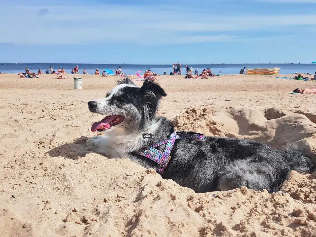 Pies odpoczywa na piasku na plaży dla ps&oacute;w. W tle widać ludzi i morze.