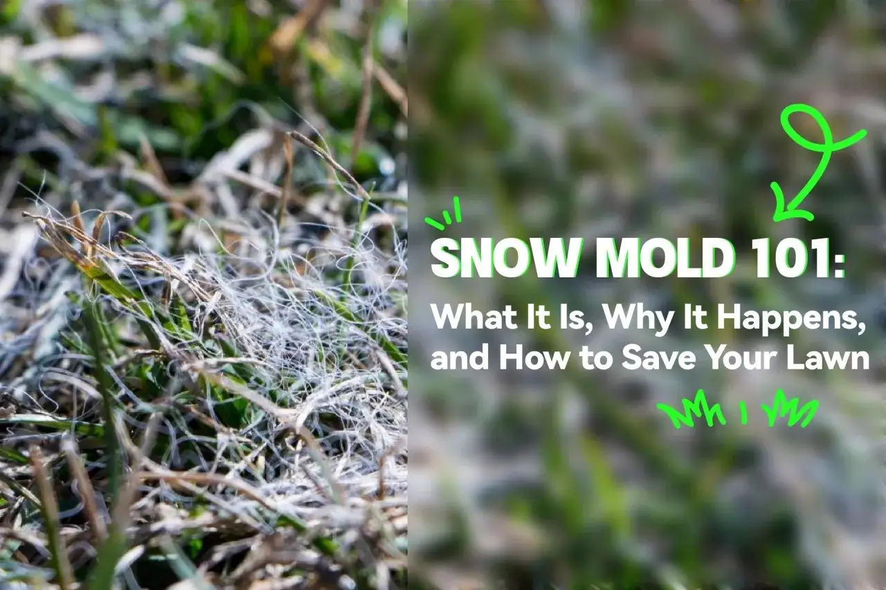 Close-up of grass covered in white, web-like strands, indicating snow mold disease. Text reads 