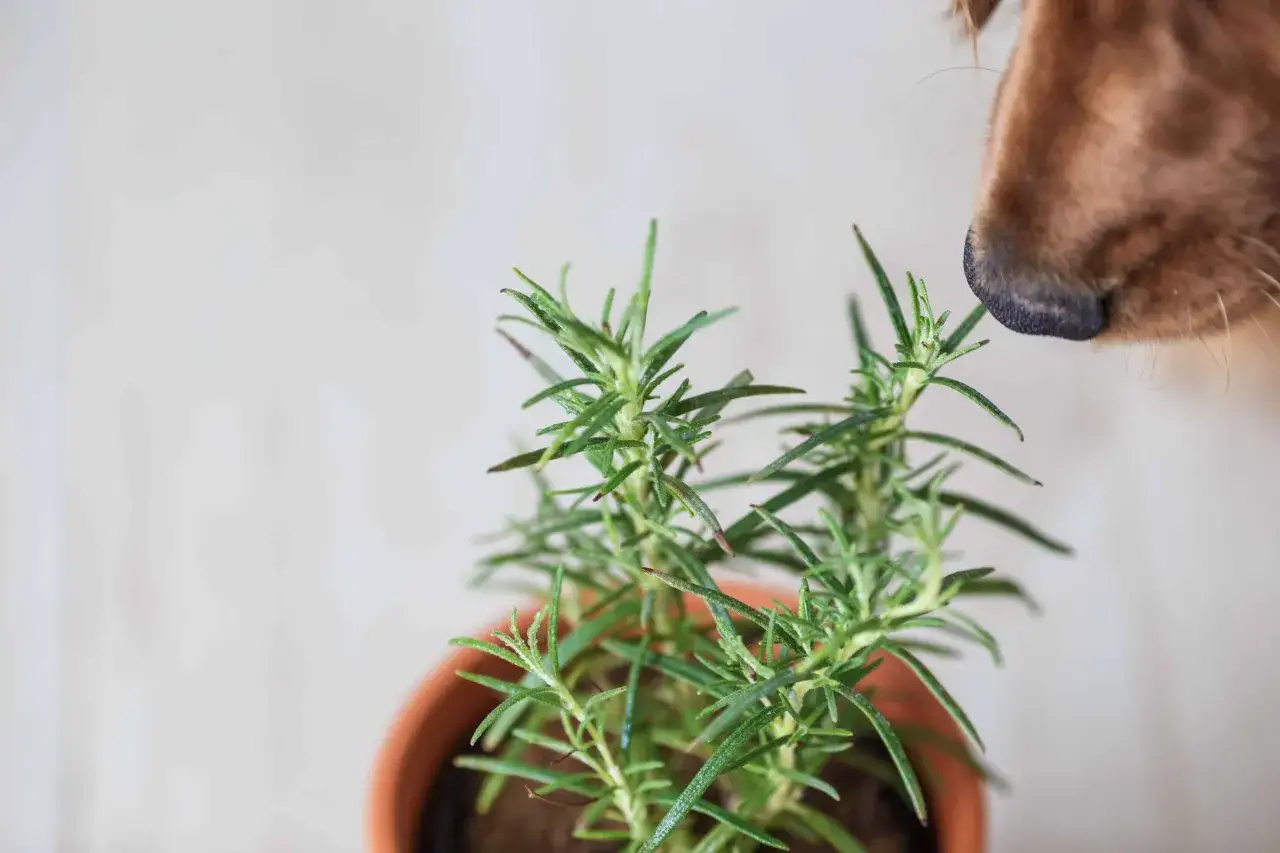 Un perro marrón olfatea una planta de romero en maceta. Los perros pueden comer romero, ¡y este parece curioso!