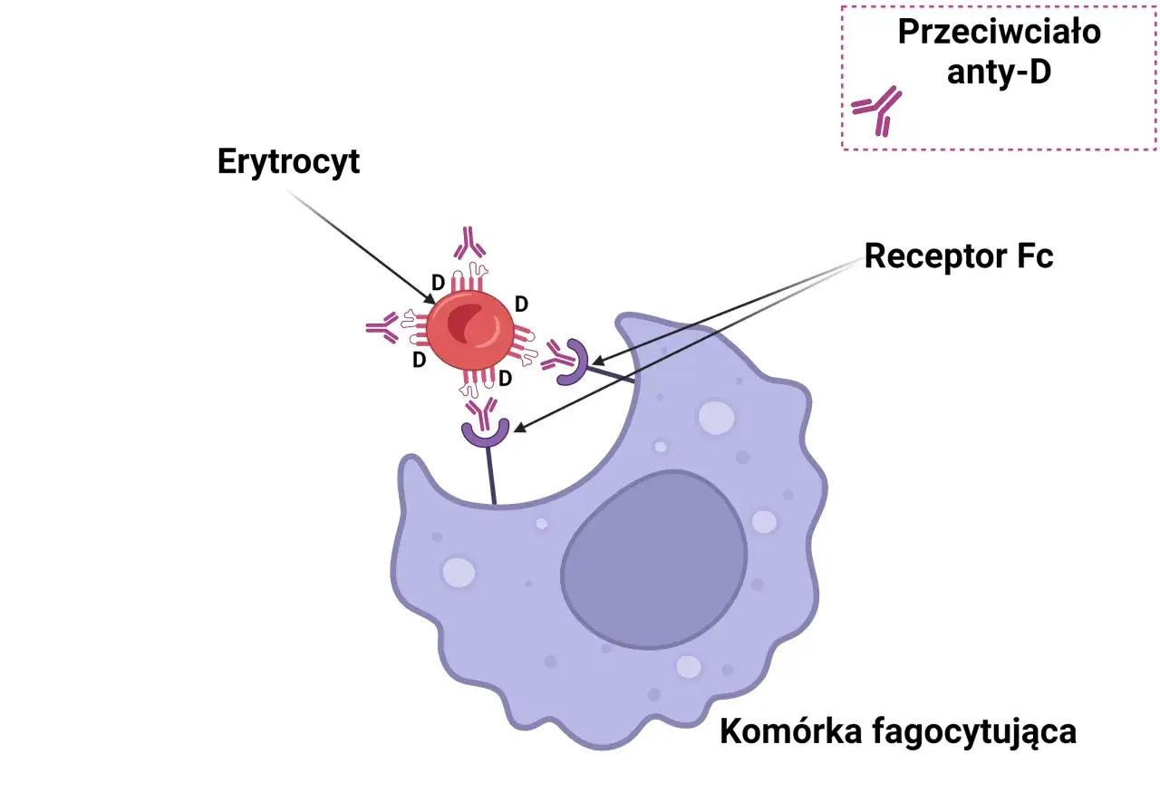 Erytrocyt z przeciwciałami anty-D otoczony przez komórkę fagocytującą, która rozpoznaje je przez receptor Fc.