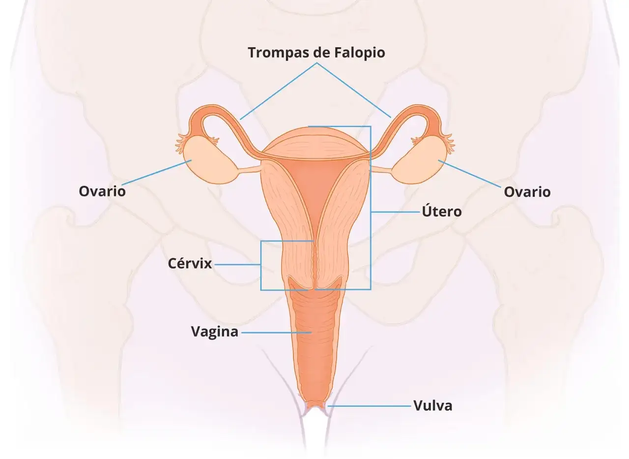 Ilustraci&oacute;n del sistema reproductivo femenino, mostrando &uacute;tero, ovarios, trompas de Falopio, c&eacute;rvix, vagina y vulva. Conoce los nombres de las partes &iacute;ntimas de la mujer.