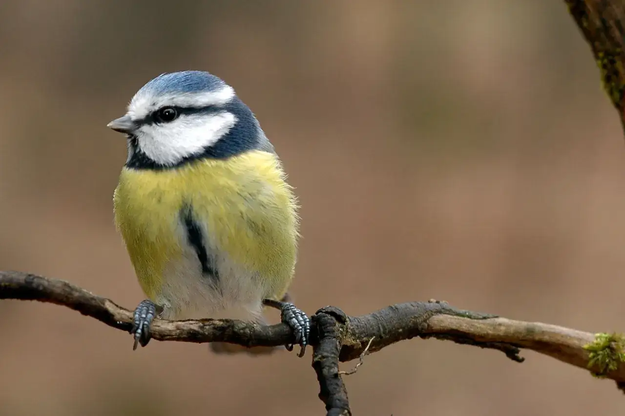 Blaukehlchen auf einem Ast. Ein kleiner Vogel mit blauem Kopf und gelbem Bauch, ideal zum vogel bestimmen.