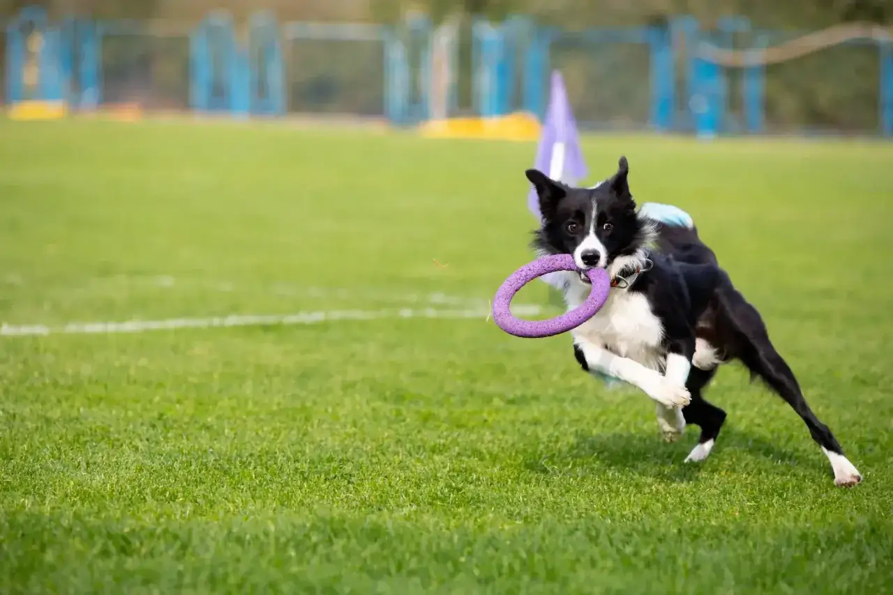 Un chien border collie noir et blanc court sur une pelouse verte, tenant un jouet violet dans sa gueule. Une activité insolite avec son chien, pleine de joie et d'énergie.