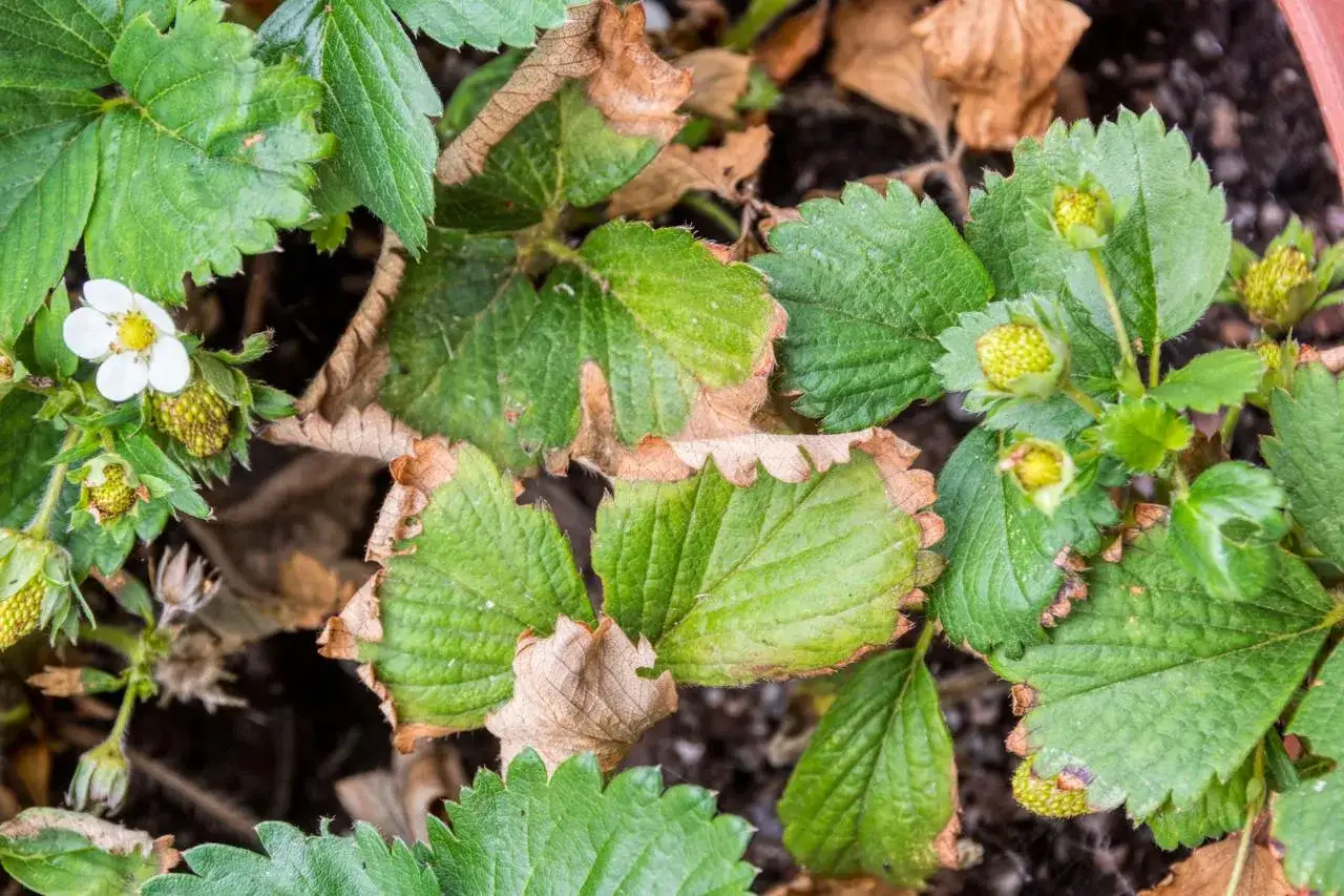 Liście truskawek z brązowymi brzegami, widoczny biały kwiatek i zawiązki owoców. Może to być efekt oprysku na truskawki.