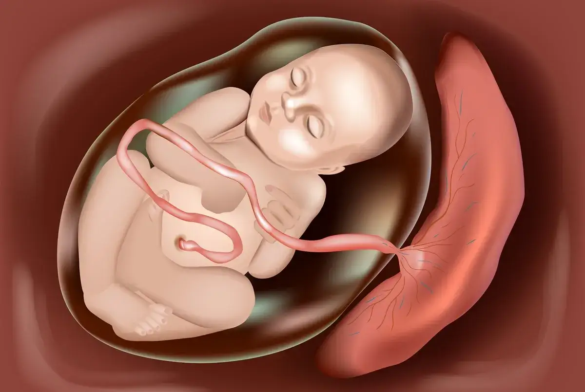 Płód w wodach płodowych, połączony pępowiną z łożyskiem. To właśnie łożysko, co to jest? To organ zapewniający życie.