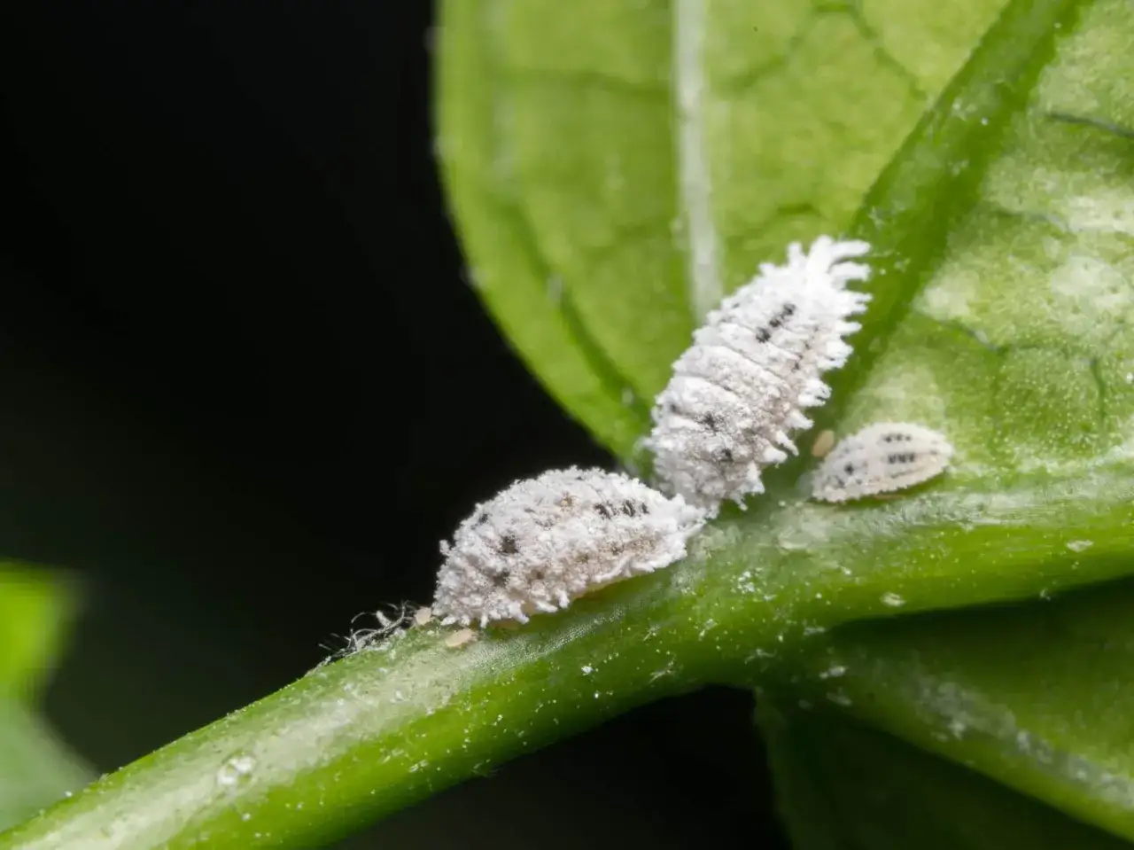 Trois cochenilles cotonneuses, produisant du miellat, se déplacent sur une tige verte. Une petite fourmi est visible à gauche.