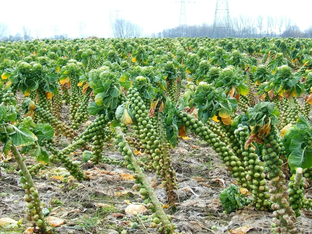 Reife Rosenkohlpflanzen stehen dicht an dicht auf einem Feld. Die kleinen Röschen sind in Reihen an den Stängeln angeordnet.