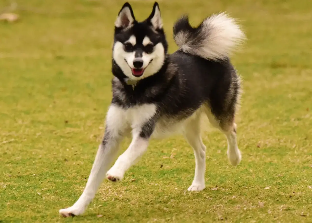 Un juguetón alaskan klee kai corre felizmente sobre el césped verde, con su cola esponjosa en alto.
