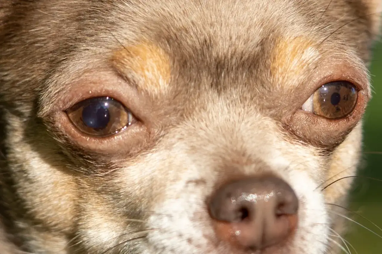 N&auml;rbild p&aring; en chihuahua med ett hornhinnes&aring;r p&aring; v&auml;nster &ouml;ga. Hunden har ljusbrun p&auml;ls och bruna &ouml;gon.