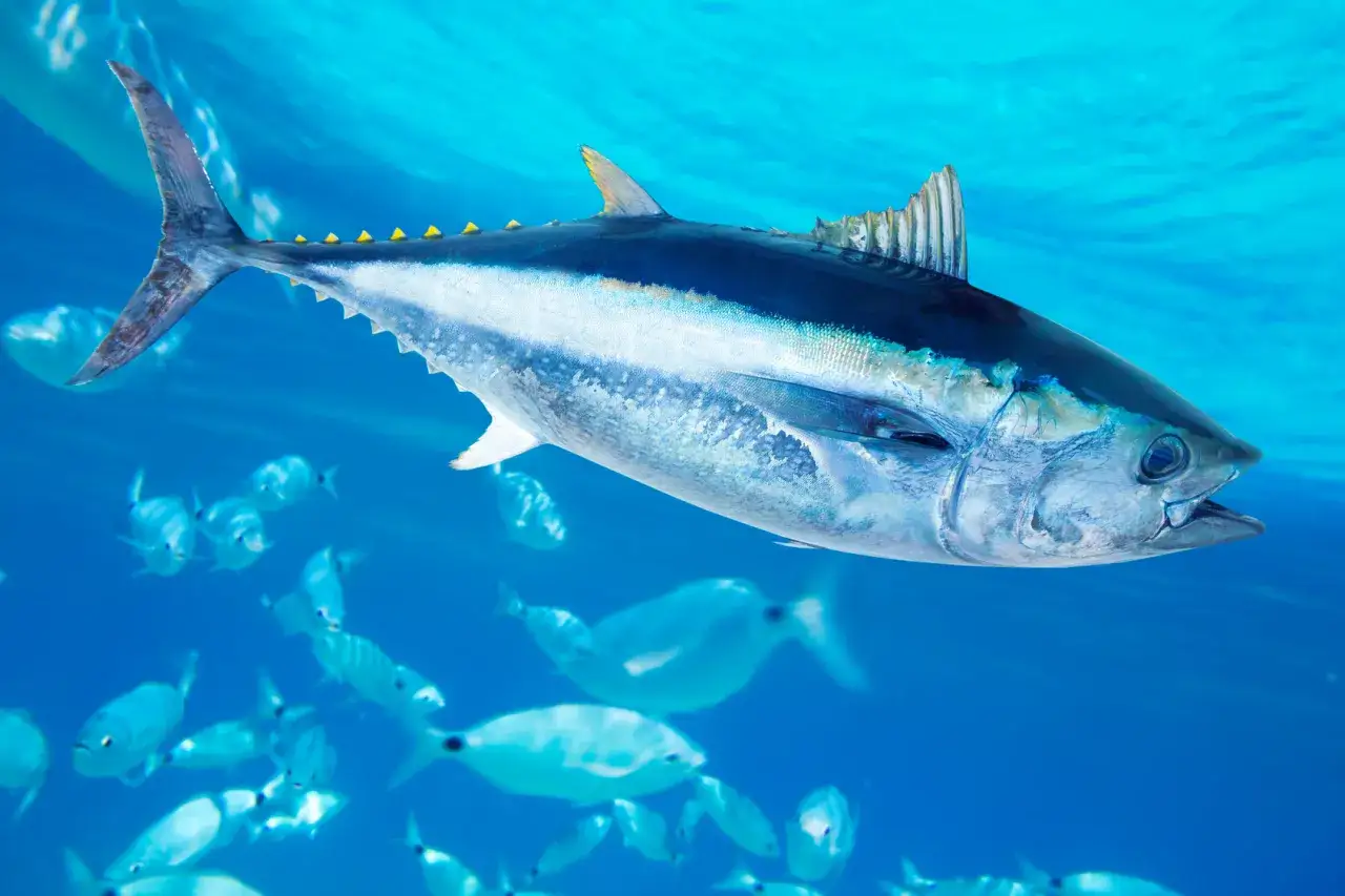 Un maestoso blauflossen thunfisch nuota tra banchi di pesci più piccoli in acque blu limpide.