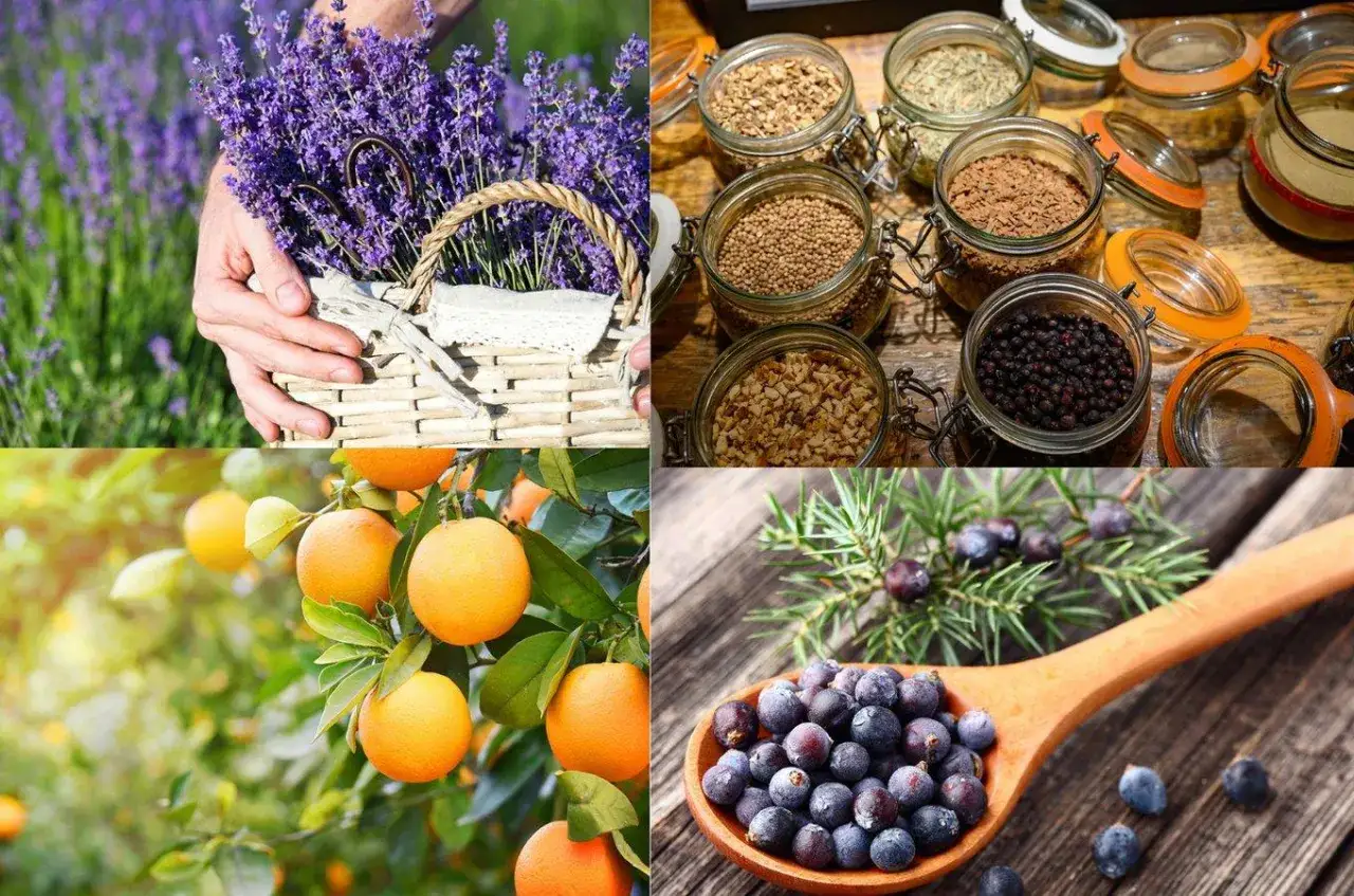 Enb&auml;r, apelsin, lavendel och kryddor i burkar. Ingredienser som ger gin dess unika smak.