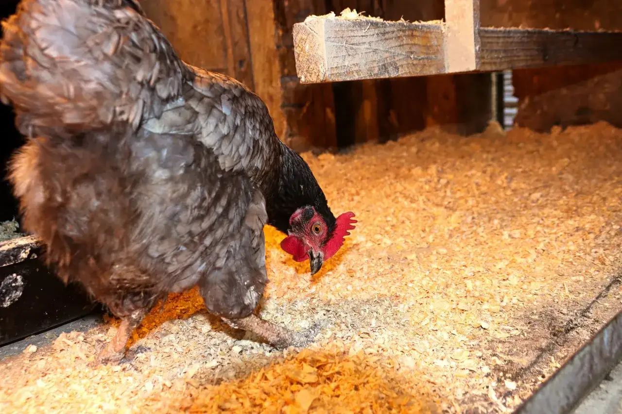 Ein Huhn mit struppigem Gefieder und roten Kamm, das auf S&auml;gesp&auml;nen pickt. M&ouml;gliche vogelgrippe huhn symptome sind Lethargie und Appetitlosigkeit.