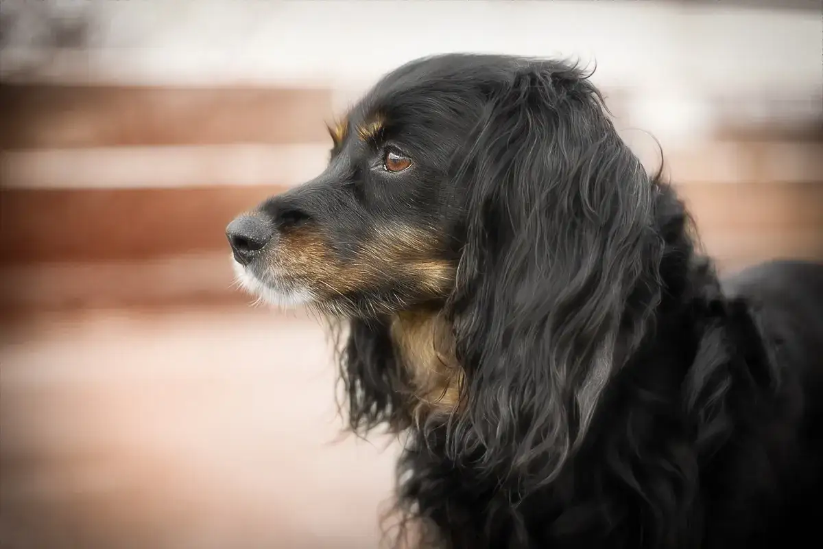 Ein schwarzer Hund mit braunen Abzeichen, dessen Fell leicht gewellt ist, reagiert auf alle Reize. Sein Blick ist aufmerksam und seine Nase spitzt sich.