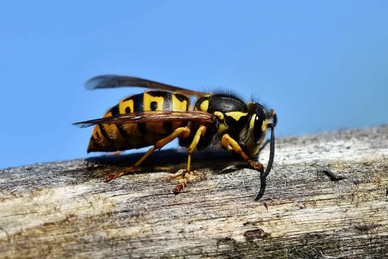 Una avispa chaqueta amarilla, con su abdomen rayado, descansa sobre una rama de madera contra un cielo azul brillante.