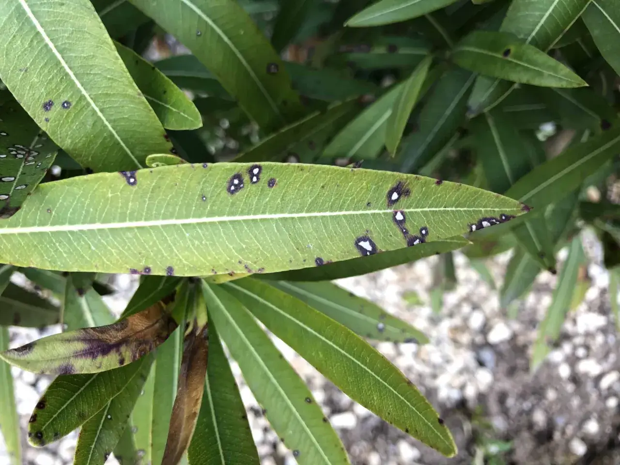 Oleanderbl&auml;tter mit dunklen Flecken und braunen Verf&auml;rbungen, Anzeichen von Oleander Krankheiten.