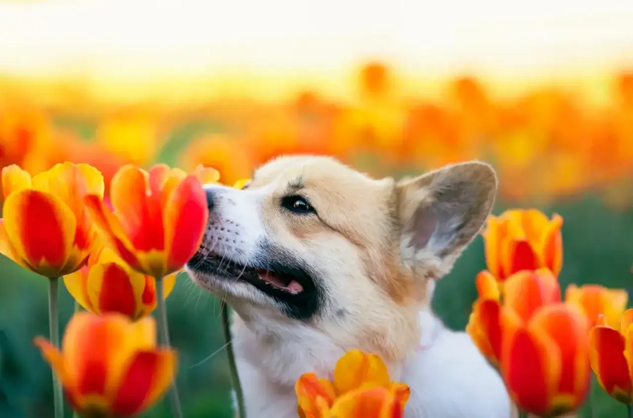 Un perro olfatea tulipanes, flores que, junto a otras plantas t&oacute;xicas para perros, pueden ser peligrosas.