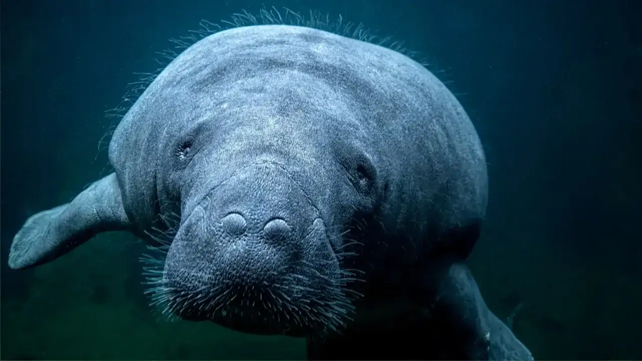 Łagodny manat pływa w ciemnych wodach wrocławskiego oceanarium, jego pofałdowana skóra i wąsy tworzą unikalny obraz.