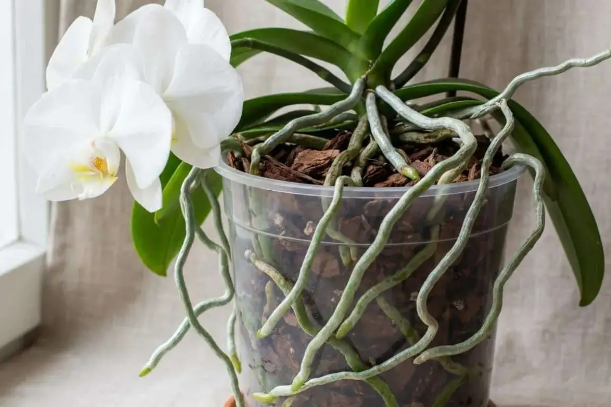 Orchid&eacute;e blanche avec de nombreuses orchid&eacute;e racines &agrave; l'air libre, s'enroulant hors du pot transparent.