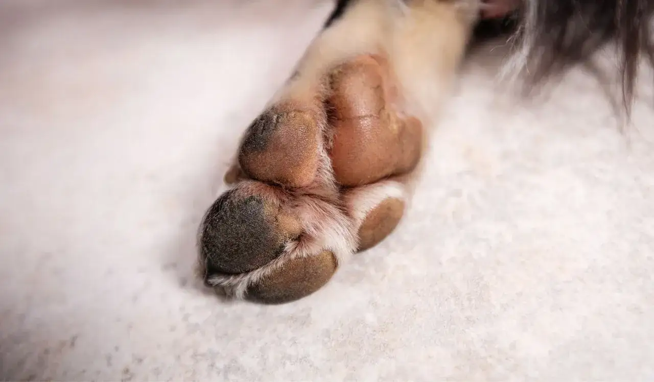 Almohadillas de perro con aspecto seco, un recordatorio para saber como proteger las almohadillas de los perros en verano.