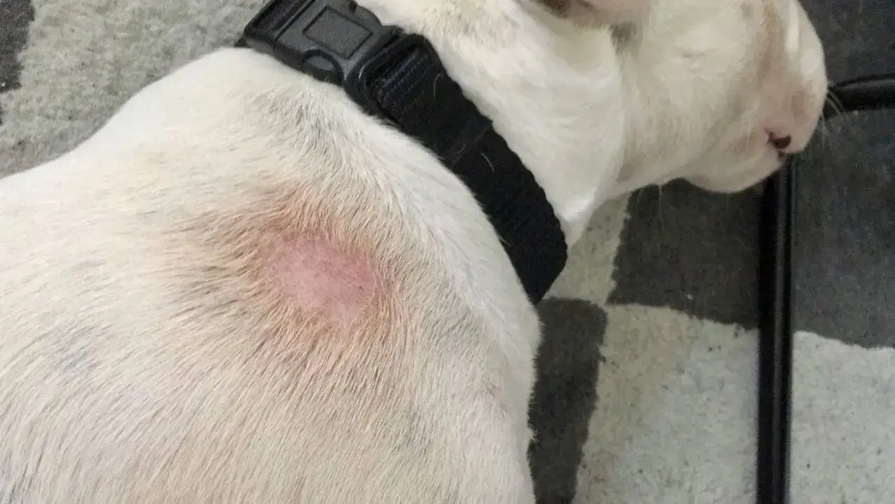 Mi perro tiene una zona irritada y calva en el lomo, parece que se le cae el pelo.