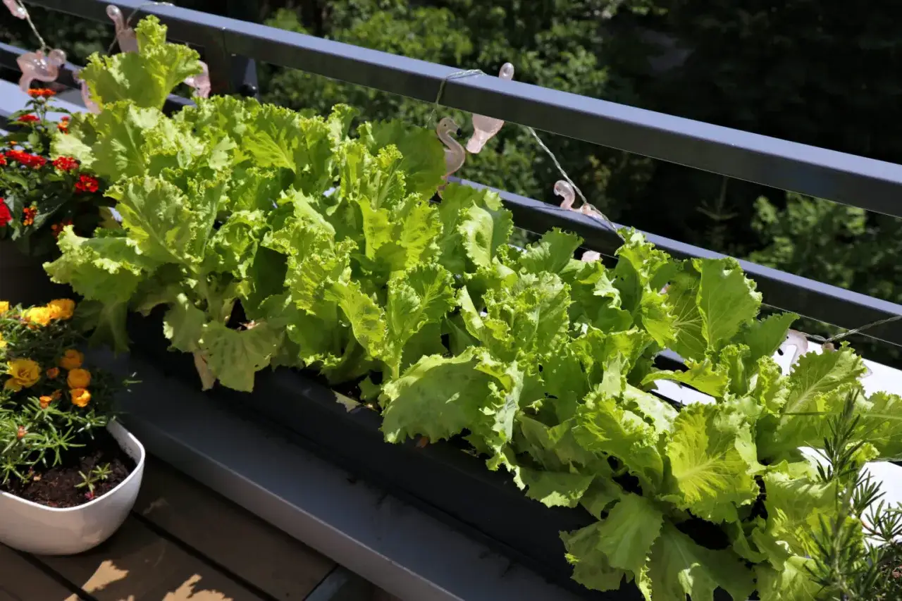 Fr&auml;sch sallad v&auml;xer i en balkongl&aring;da, perfekt f&ouml;r att odla sallad i kruka. Bredvid syns blommor i krukor.