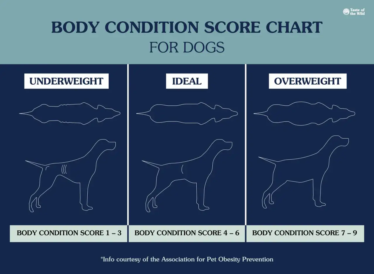Gráfico de condición corporal para perros: muestra siluetas de perros con bajo peso, peso ideal y un perro con sobrepeso.