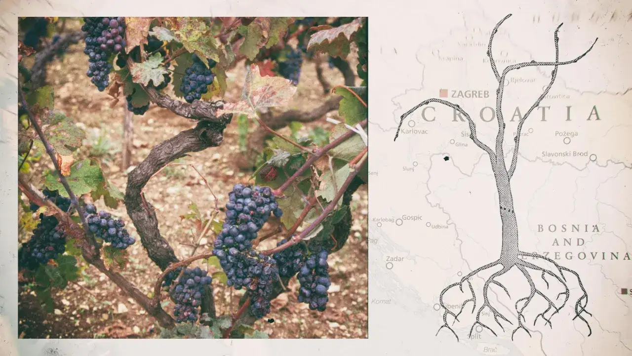 Reife Zinfandel Primitivo Trauben hängen an einem alten Rebstock. Daneben eine Karte Kroatiens mit einer stilisierten Baumwurzel.