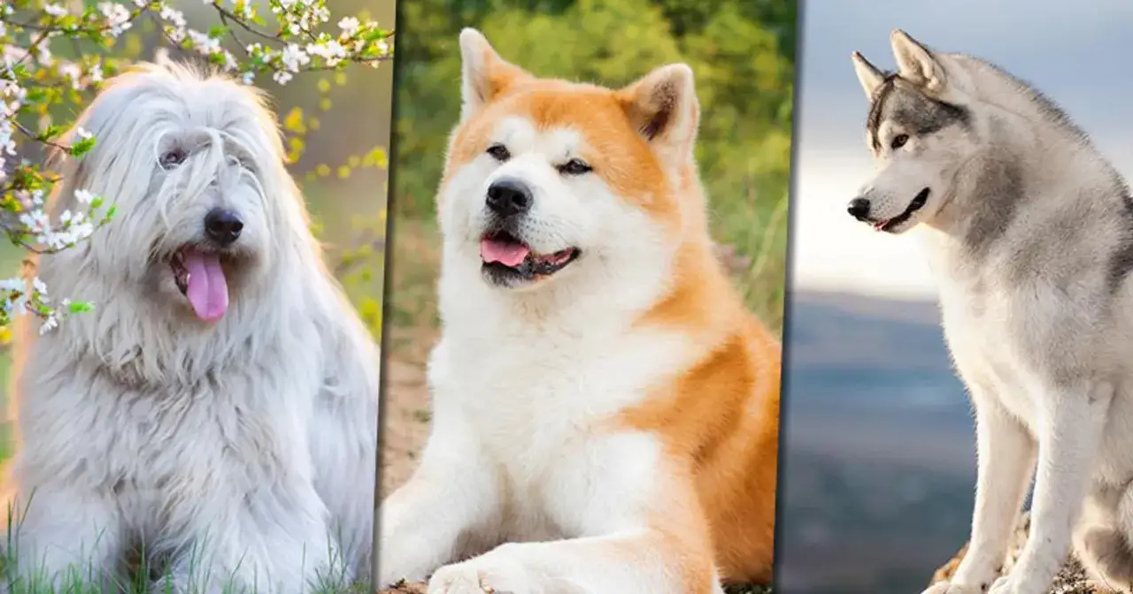 Szukasz oryginalnych imion dla psa chłopaka? Trzy psy: kudłaty, akita i husky, inspirują do wyboru imienia.