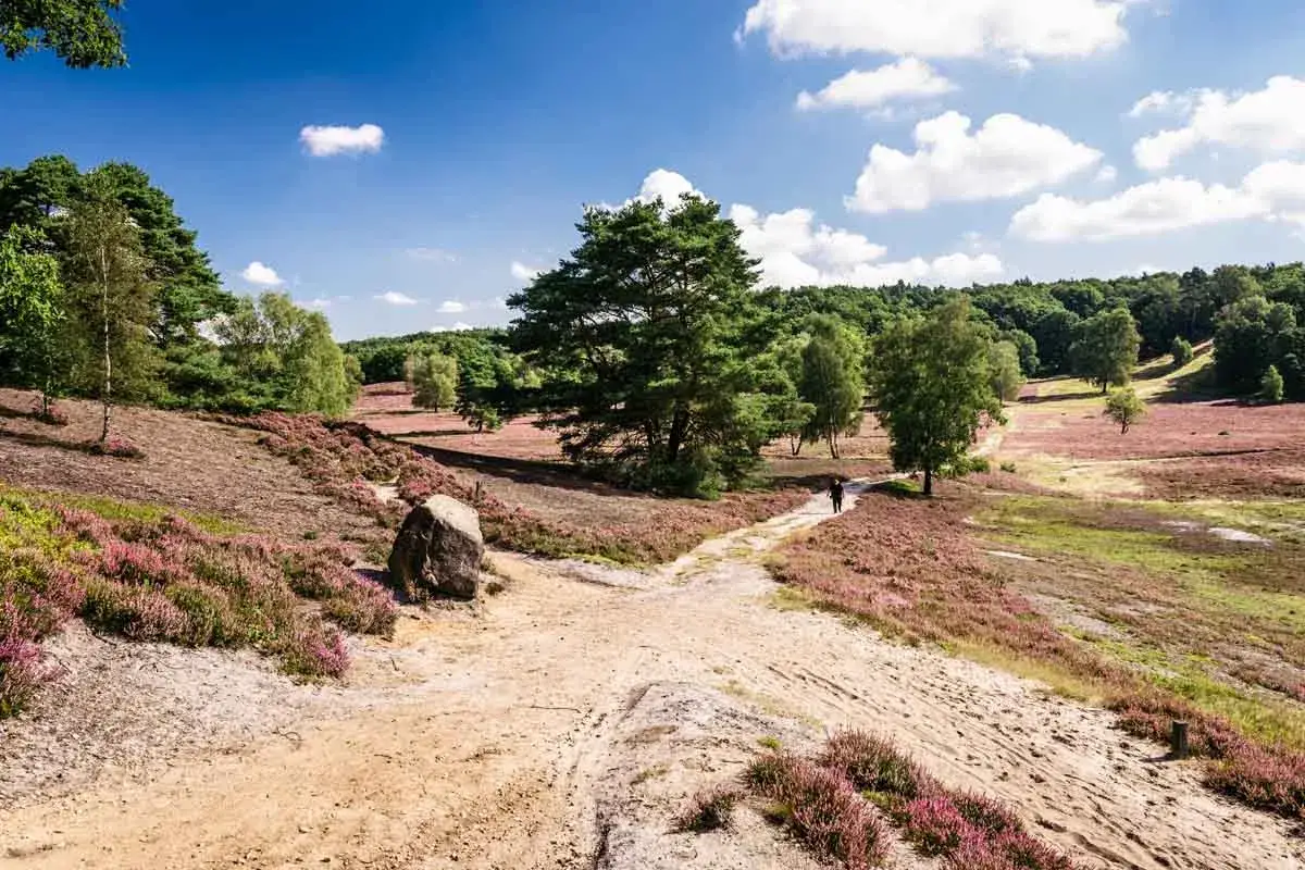 Ein einsamer Wanderer genießt die Heideblüte bei Hamburg. Ein Pfad führt durch blühende lila Heide und grüne Bäume unter blauem Himmel.