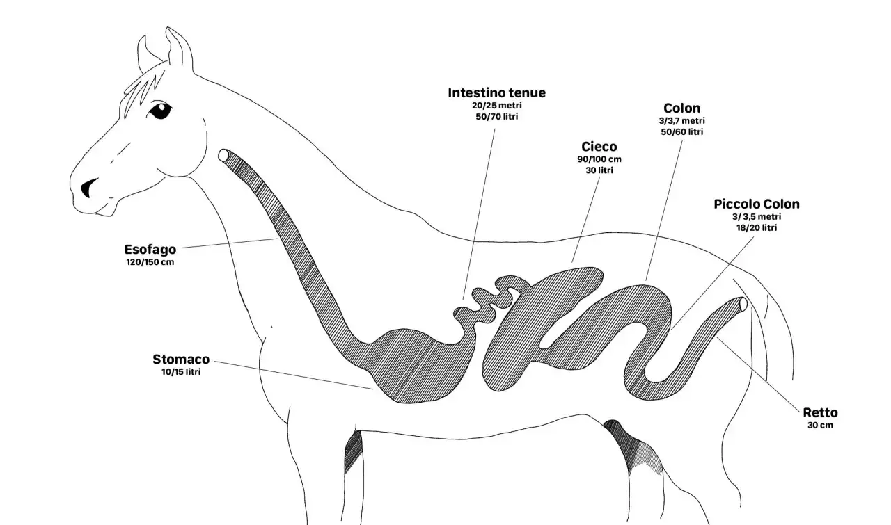 Diagramma del sistema digestivo equino. Quanti stomaci ha il cavallo? Uno solo, lo stomaco del cavallo ha una capacit&agrave; di 10-15 litri.