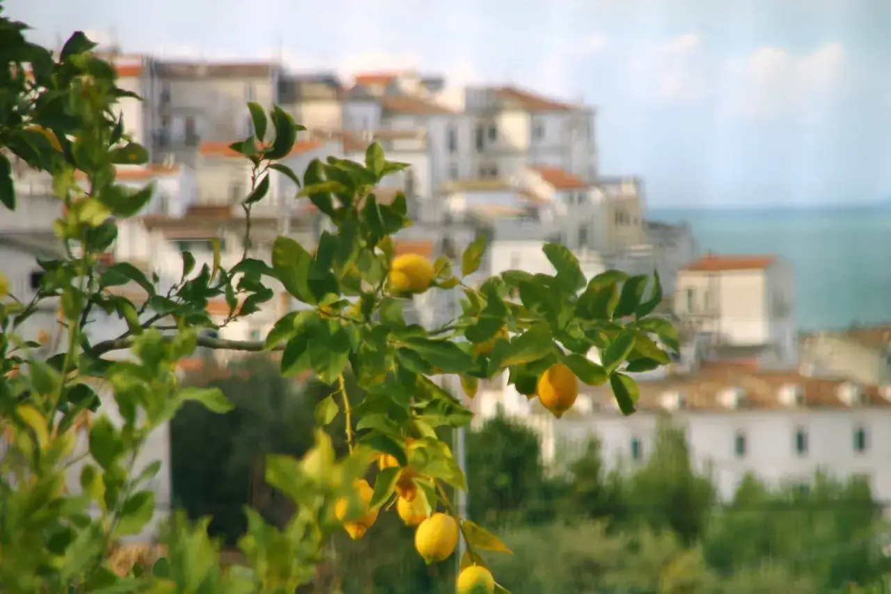Limoni freschi pendono da un ramo, con sullo sfondo le case bianche di Rodi Garganico e il mare. Un vero 