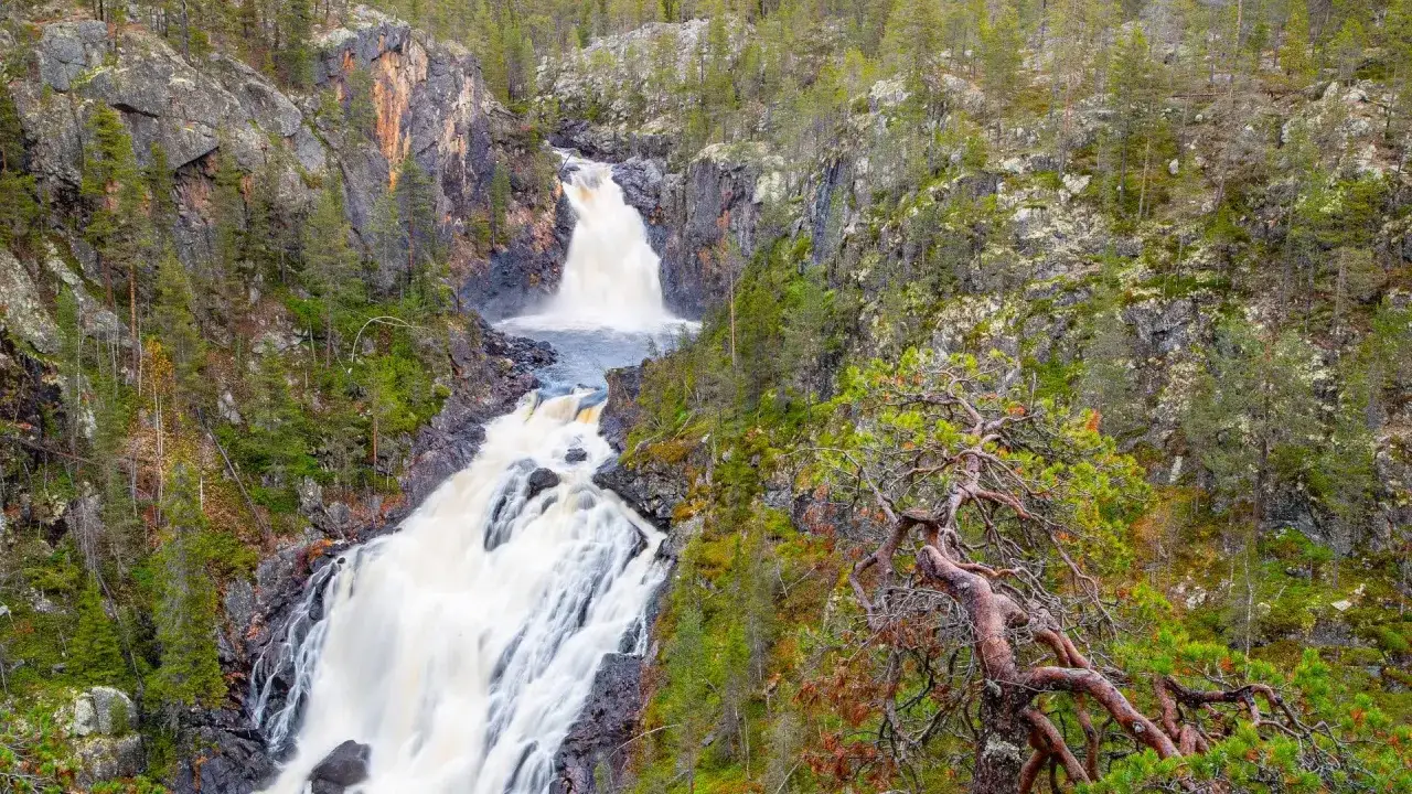 Vattenfall forsar ner i en ravin i Muddus nationalpark, omgivet av grönskande skog och klippor. En knotig tall dominerar förgrunden.