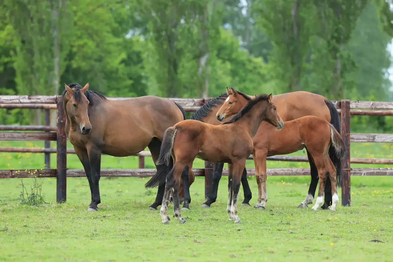 Un élevage de chevaux avec des poulains curieux et leurs mères dans un pré verdoyant, près d'une clôture en bois.