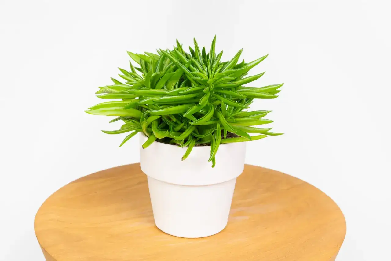 Peperomia ferreyrae w białej doniczce, z soczystymi, zielonymi liśćmi przypominającymi fasolki, stoi na drewnianym blacie.